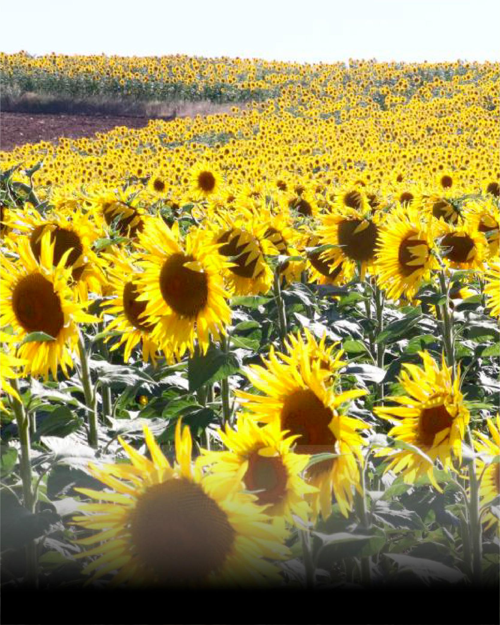 Yağlık Ayçiçeği
