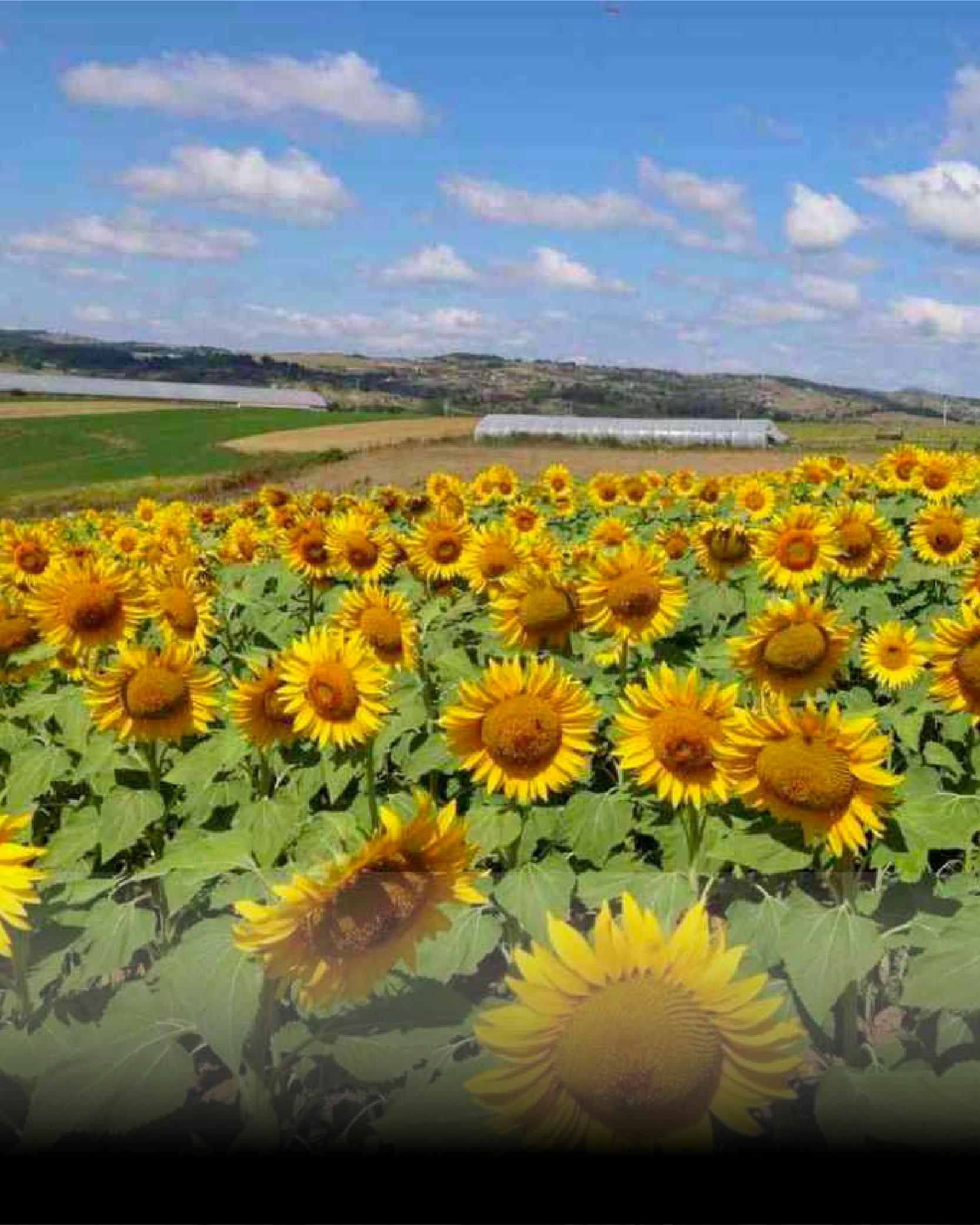 Çerezlik Ayçiçeği